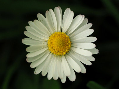 Daisy