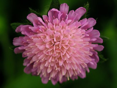 Wild Flower