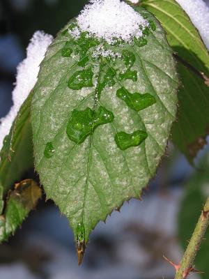 Melting snow on blackberry leaf