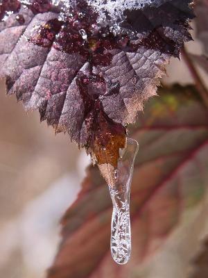 Blackberry leaf - refrozen snow