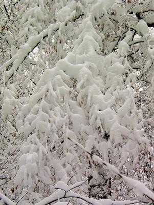 Snow pattern on branches