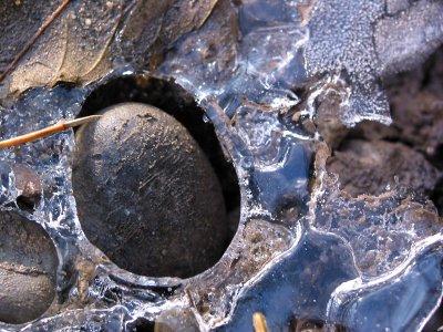 Stone and leaf in ice