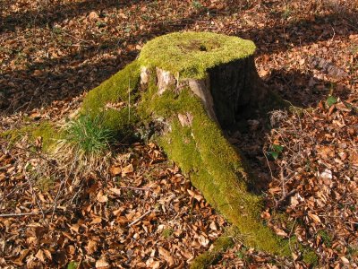 Brown and green in early spring