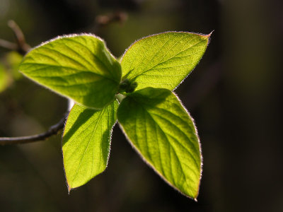 First green leaves