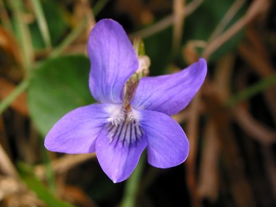 Early violet