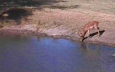 Africam