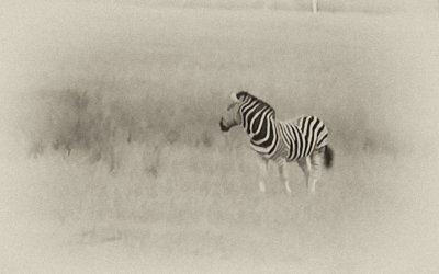 Africam B&W