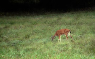 Deer in Clearing.jpg