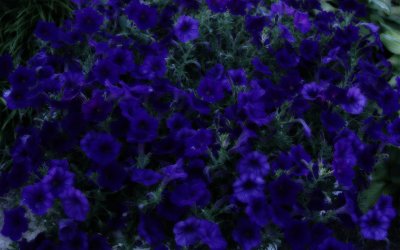 828_01279_Midnite.jpg