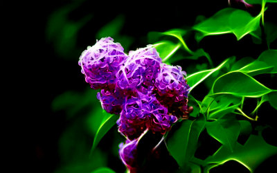 DSC00091_Lilac2.jpg
