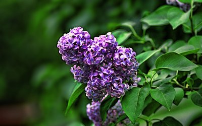 DSC00091_Lilac3.jpg