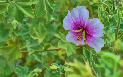 V1_00097b.jpg