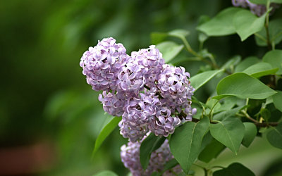 Flowers 2