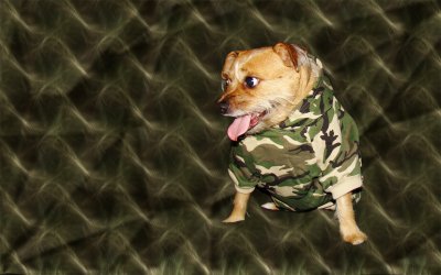 Camo Pup Bkgrd2.jpg