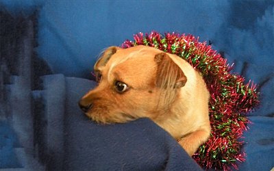 Decorating for Christmas.jpg