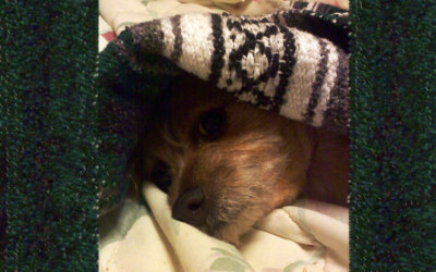 Under Cover Pup.jpg