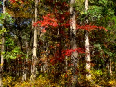Fall Forest - After