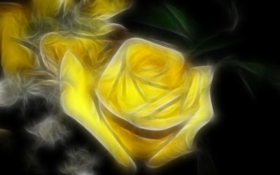 Yellow Rose