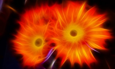 Flaming Sunflowers