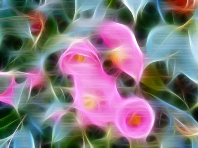 Neon Cammillia