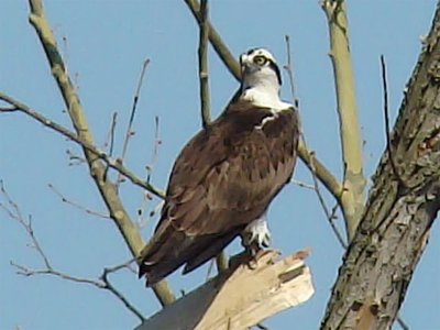 Osprey