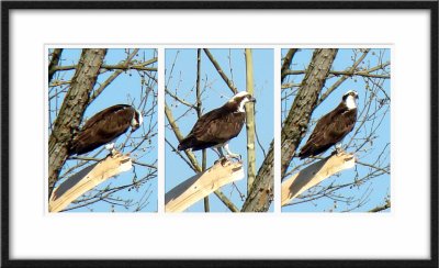 Osprey Trypt