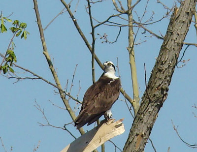 Osprey1