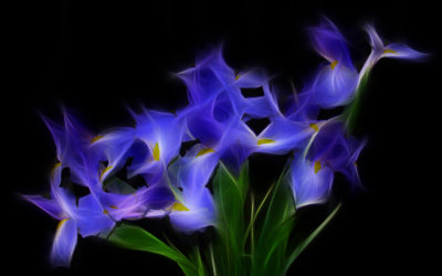 Iris Dance