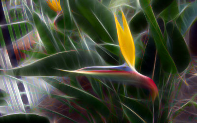 Bird of Paradise