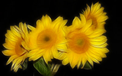 Sunflowers All in a Row