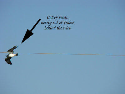 In Flight copy.jpg