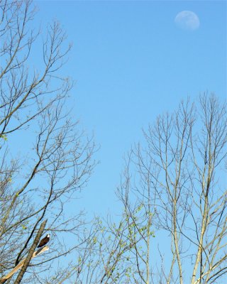 Raptor and Moon.jpg