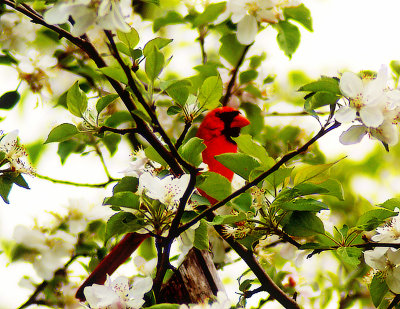 Cardinal in the Apple Tree