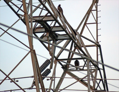 Guards of Power