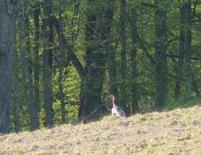 Wild Turkey on the Hill
