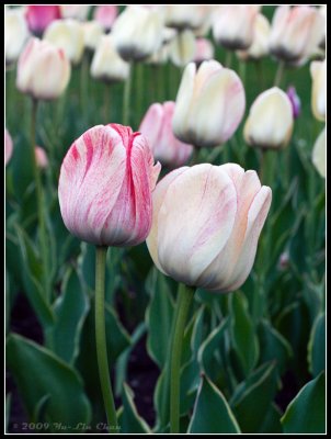Tulips from Jimmy Simpson Park on Queen Street