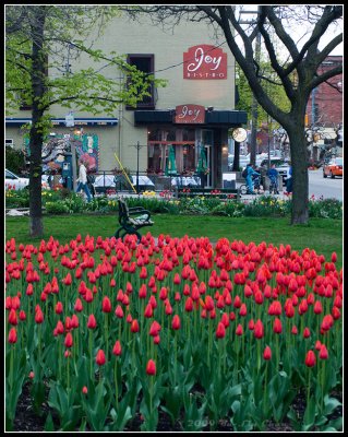 Red Tulips and Over Joy Bistro