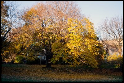 Ashbridge Park