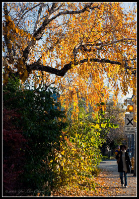 Fall leaves of Ashbridge Park