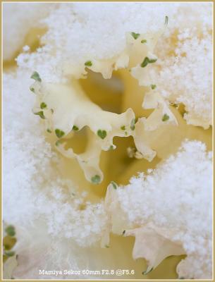 Kale in snow