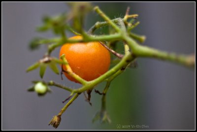 Olympus 100mm f2.8