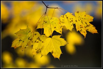 Fall Leafs