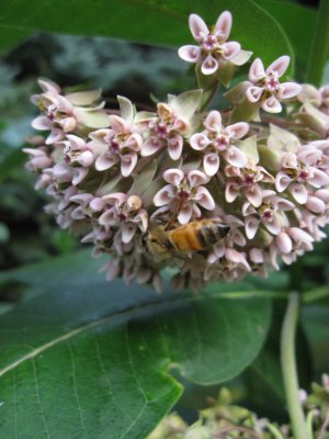 1514 milkweed & bees