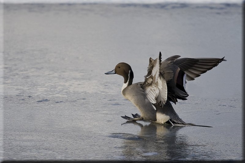 Northern Pintail Landing On Ice