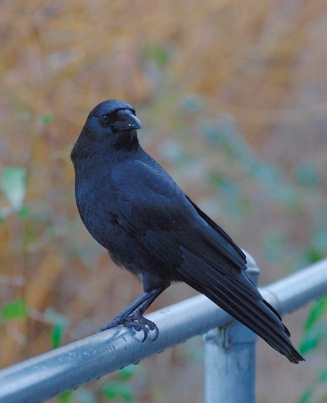 Friendly Crow