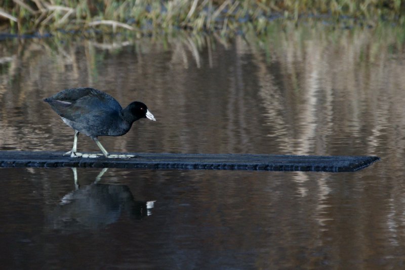 Coot Walking the Plank