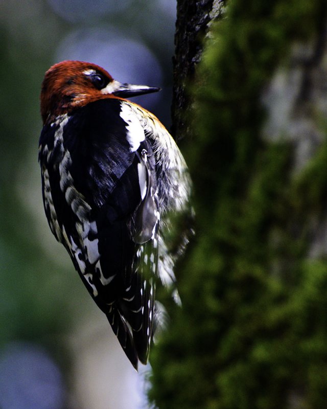 Red Breasted Sap Sucker