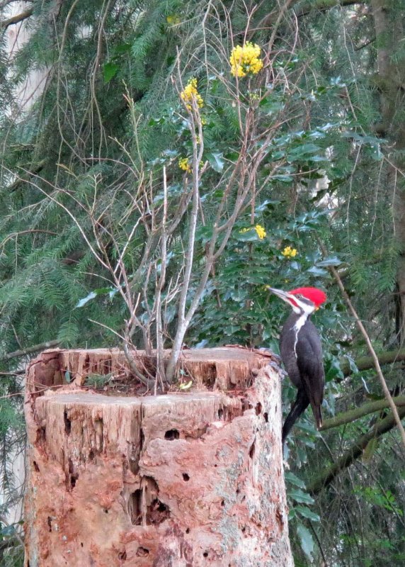 woodpecker in back yard.jpg