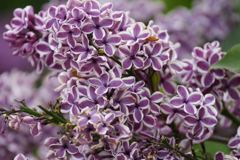 Varigated Lilac Plant.jpg - HE