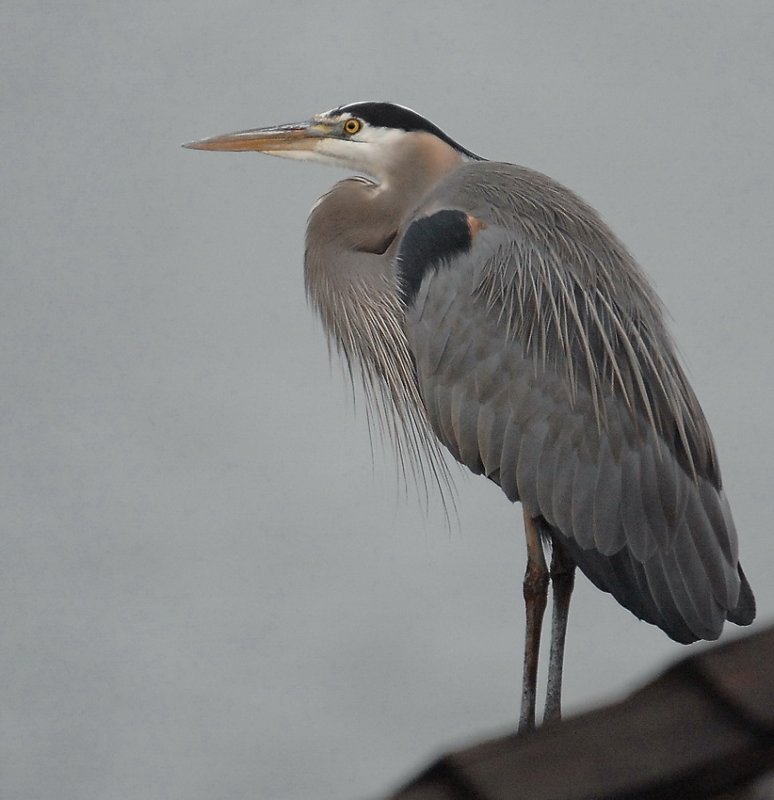 HERON OF THE ROOF